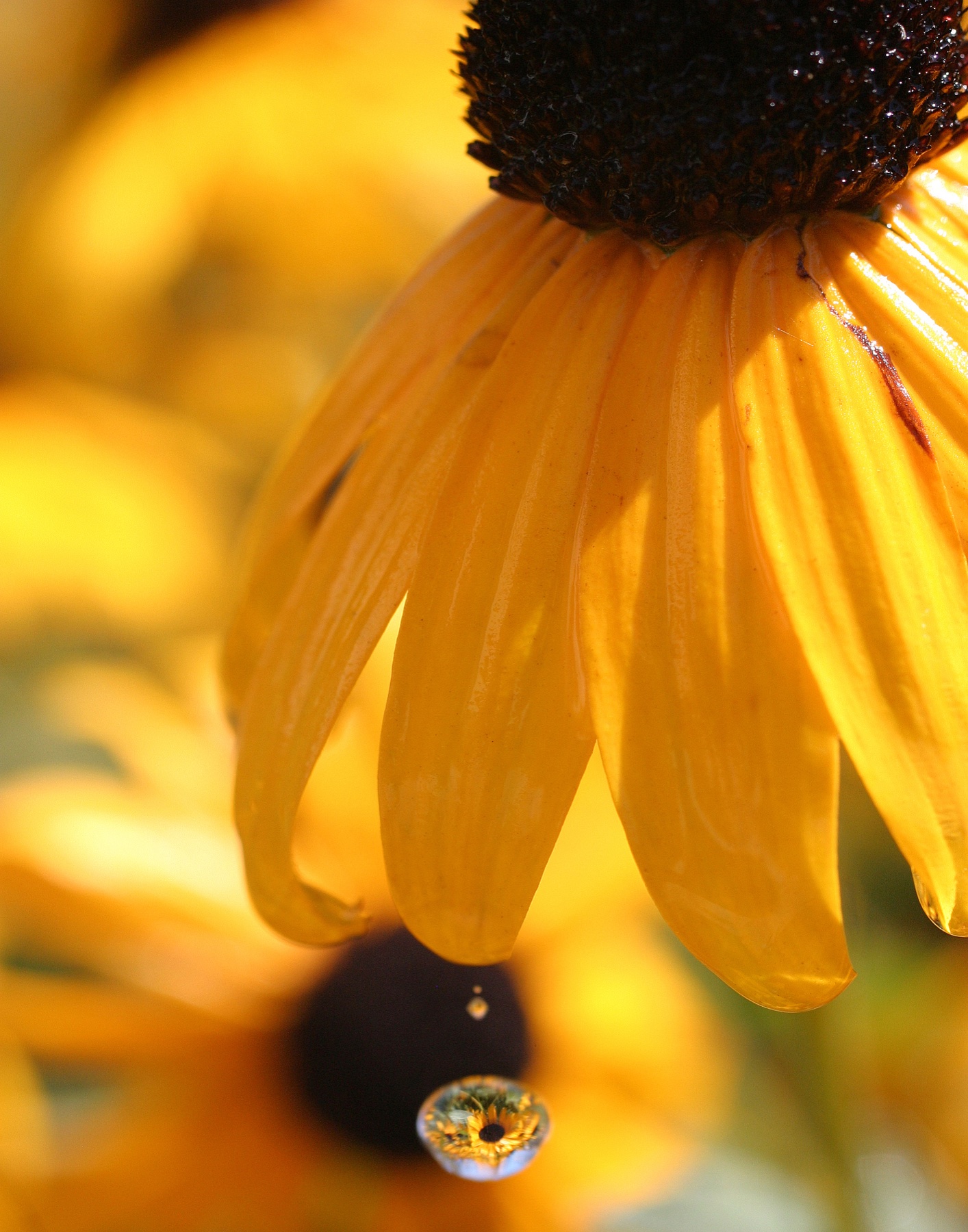 Black-Eyed Susan Droplet