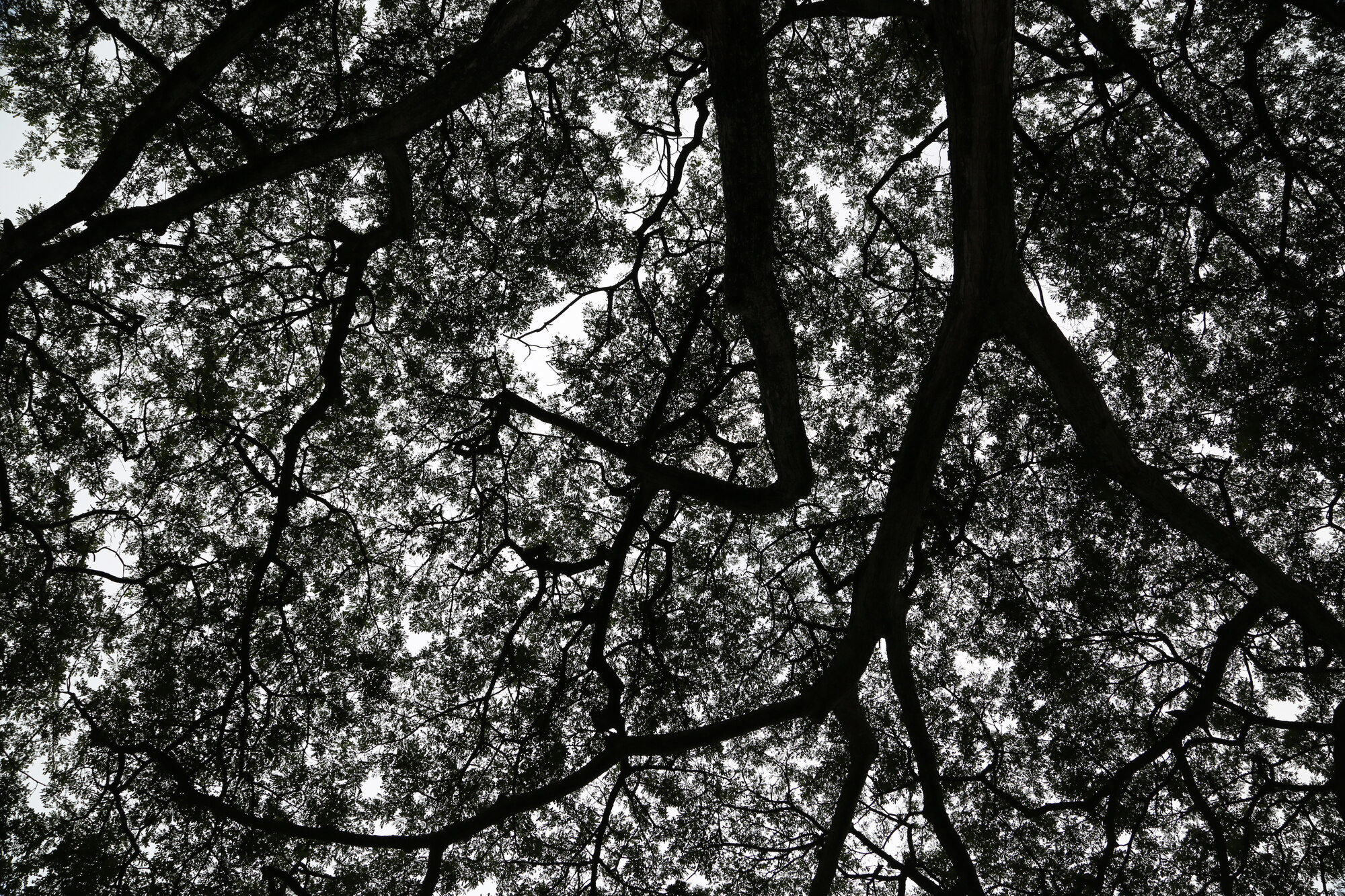 Canopy