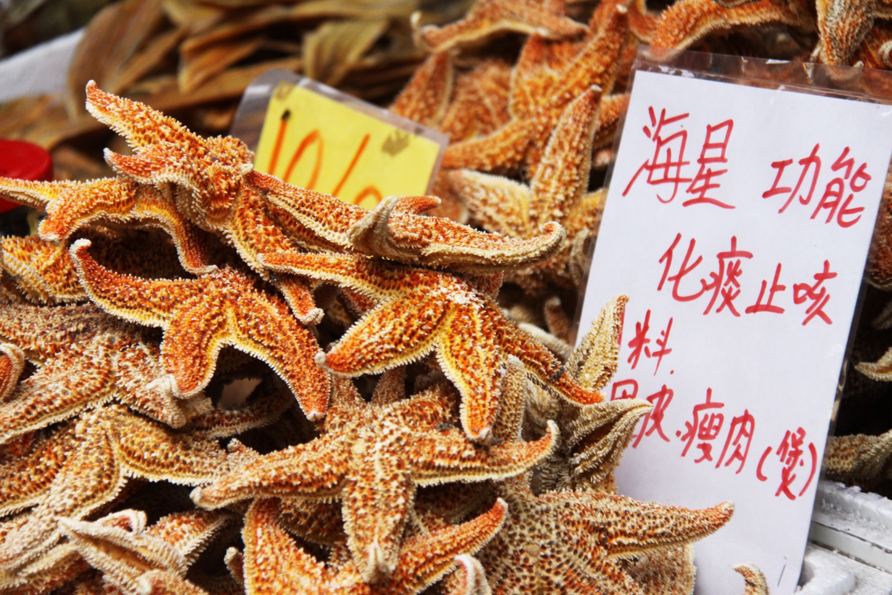 Dried Starfish Market