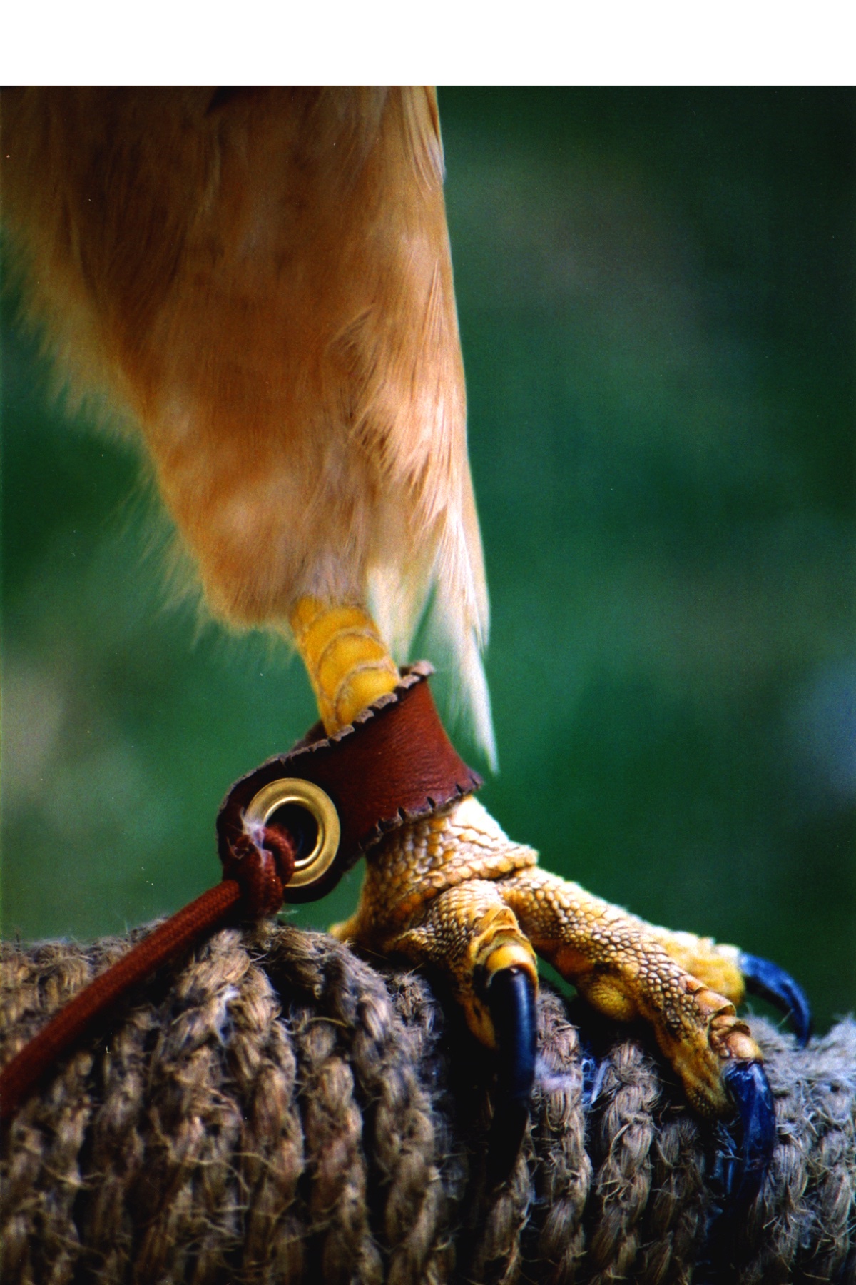 Falconer's Hawk