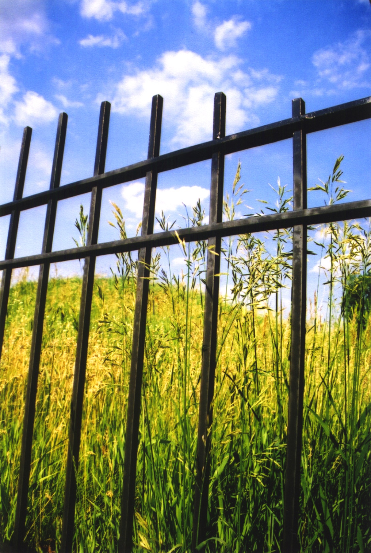 Grass Through Iron Fence