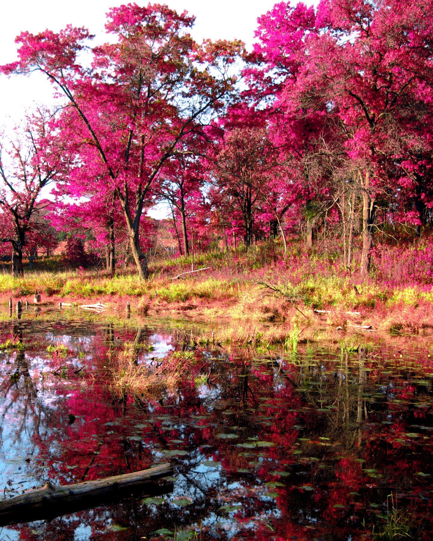 Magenta Forest Reflection