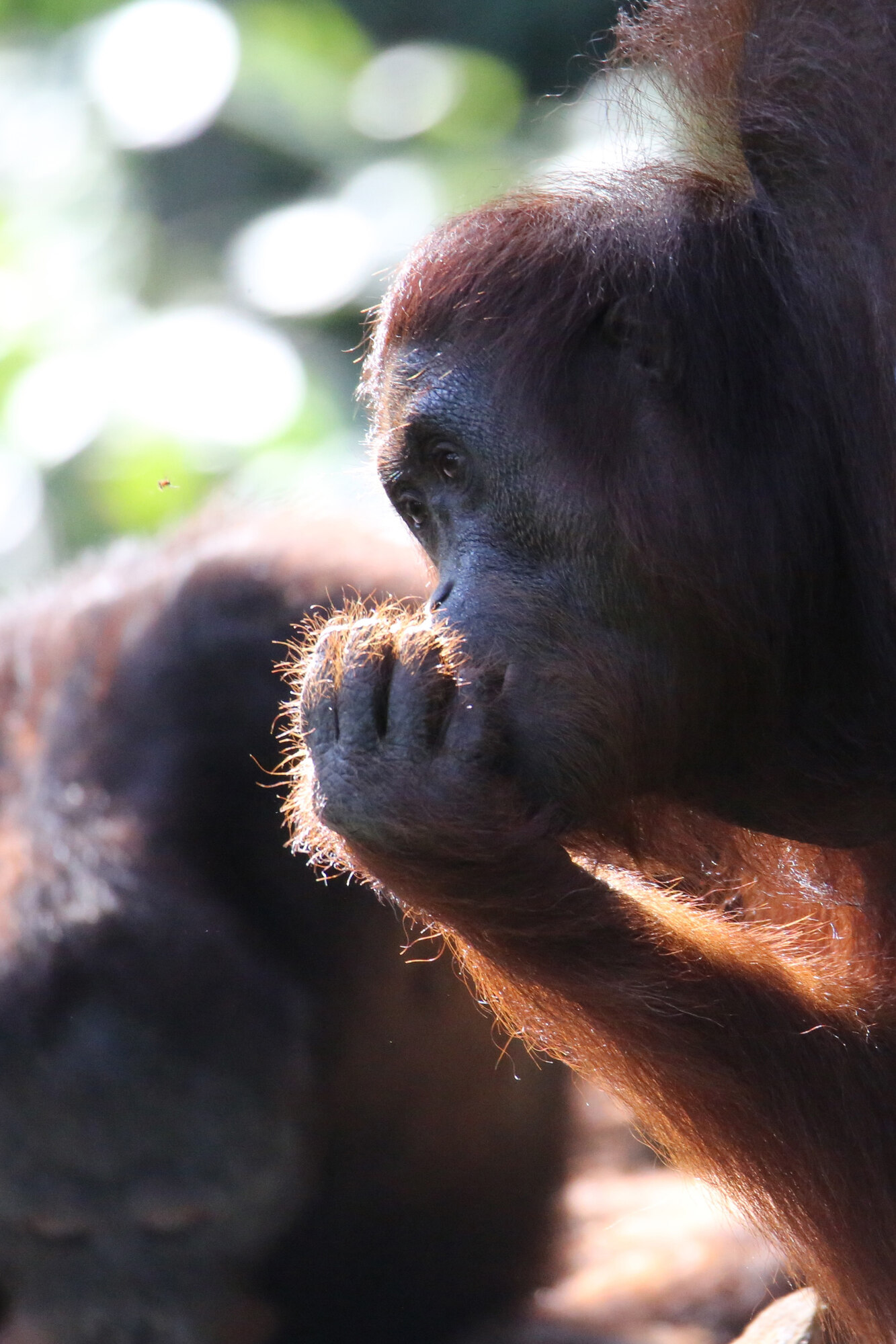 Orangutan, Close