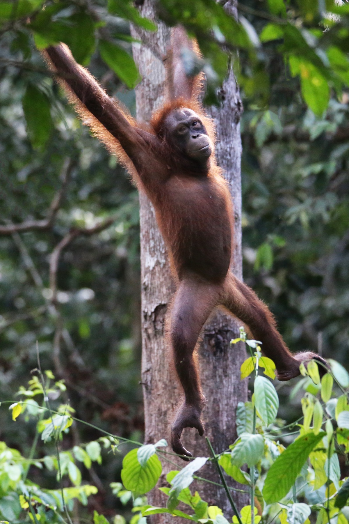 Orangutan Mid-Leap