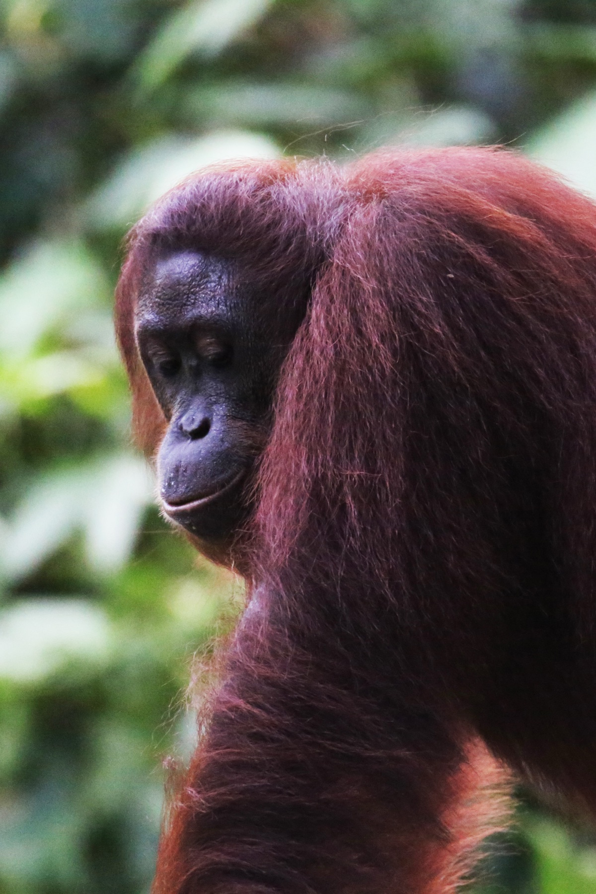 Orangutan in Profile