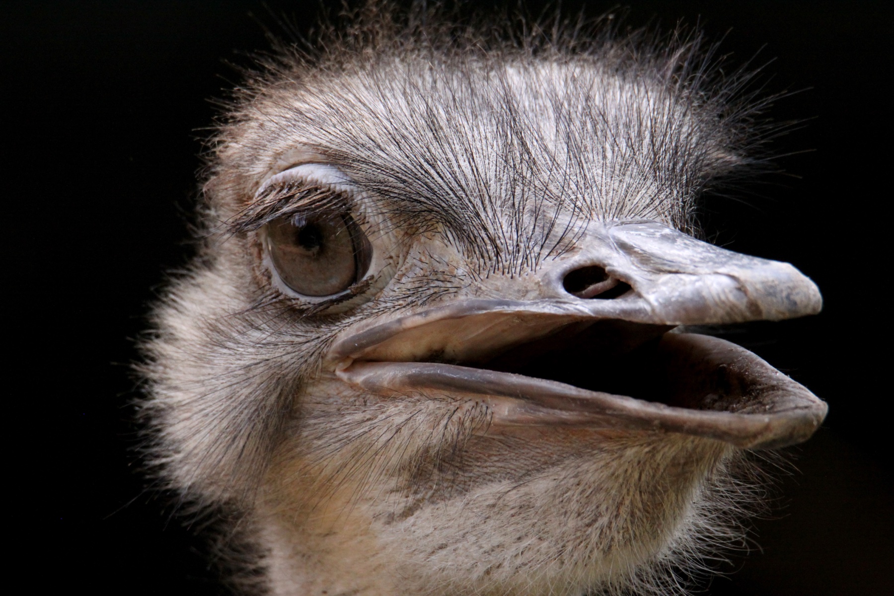 Ostrich Close Portrait