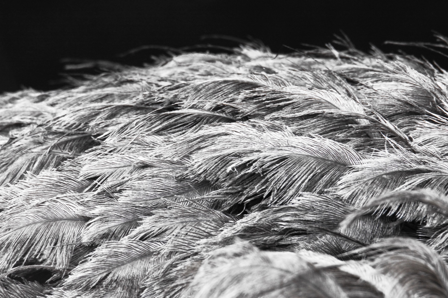 Ostrich Feather Texture