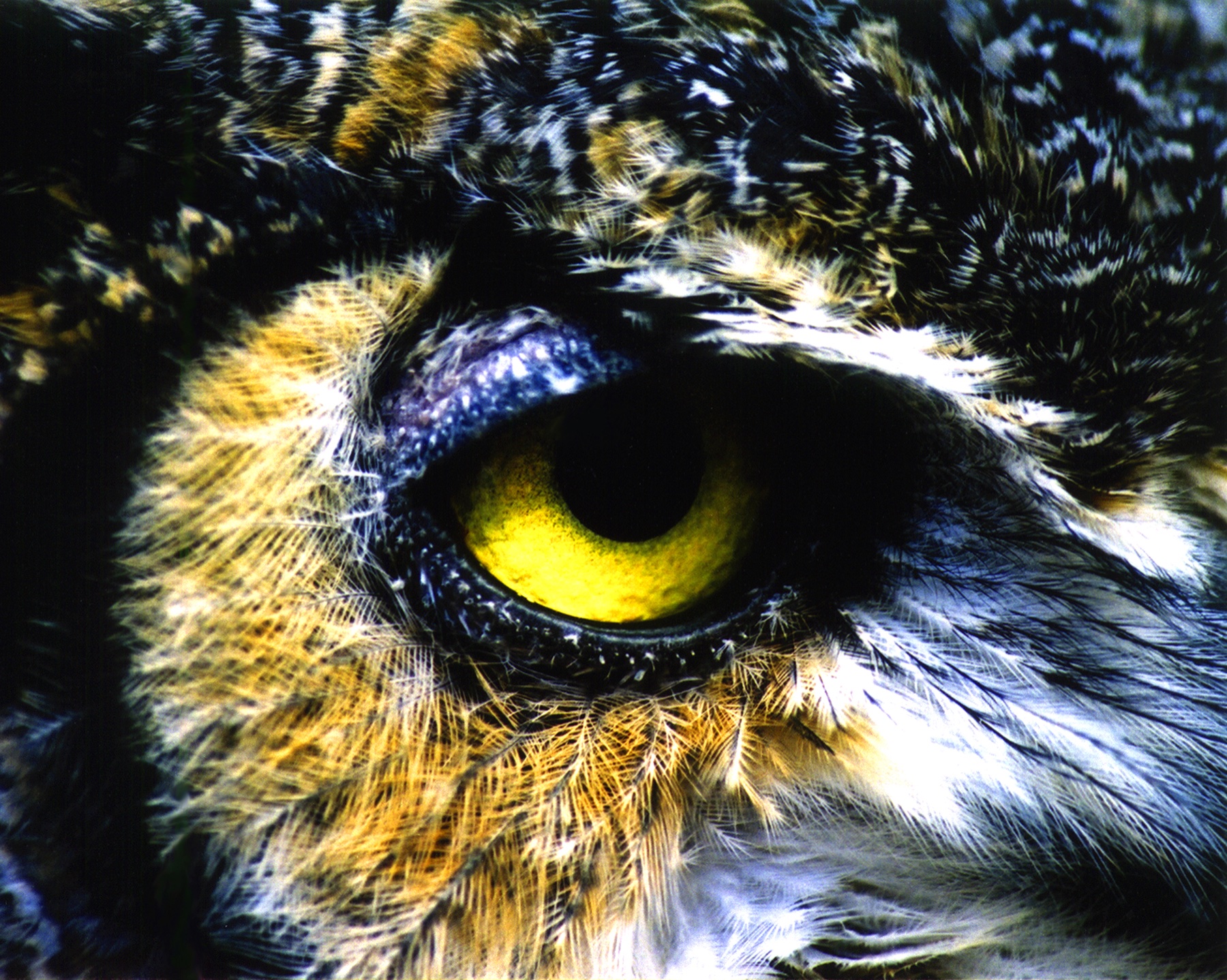 Owl Eye Macro