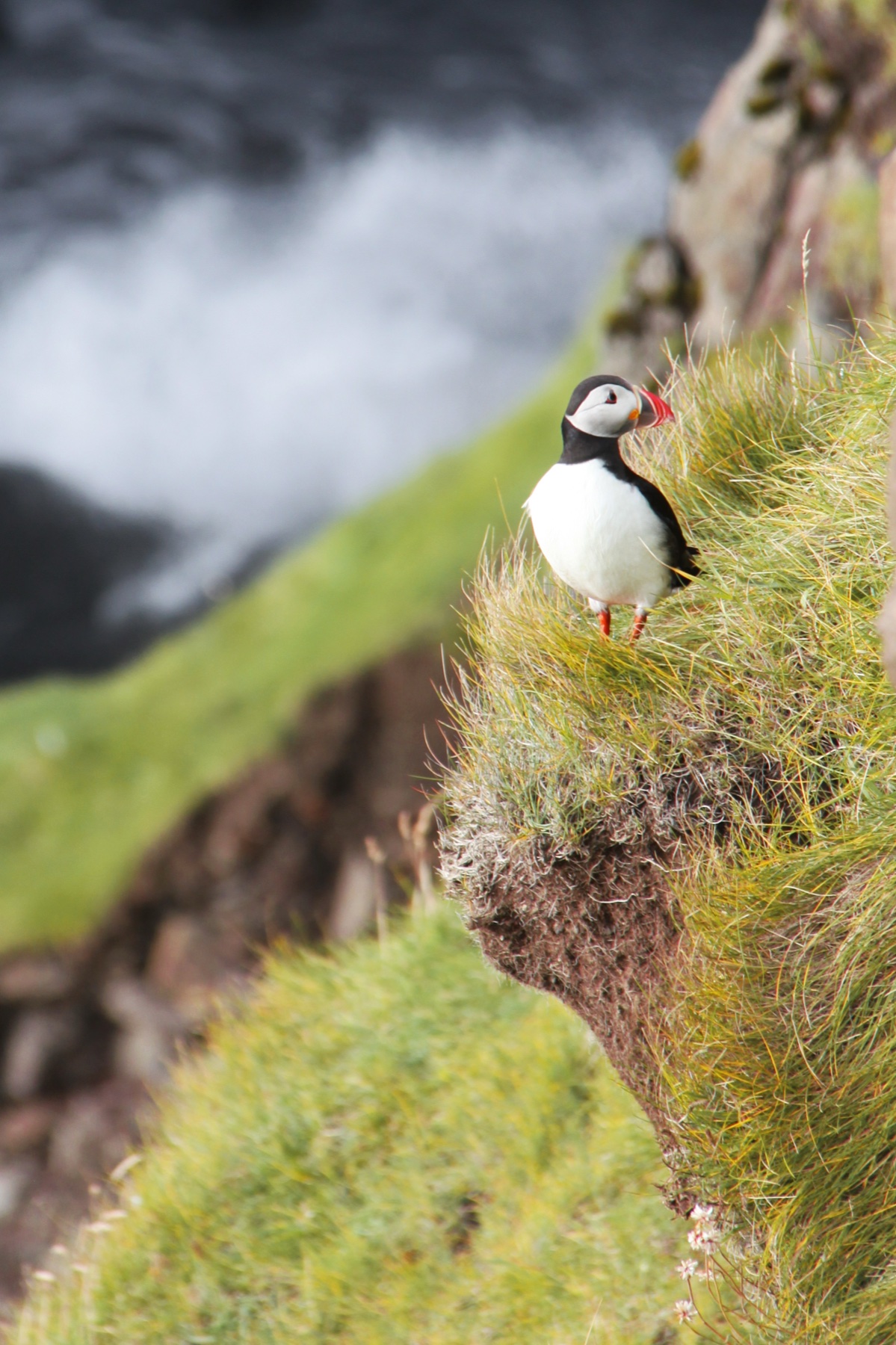 Puffin on Cliff