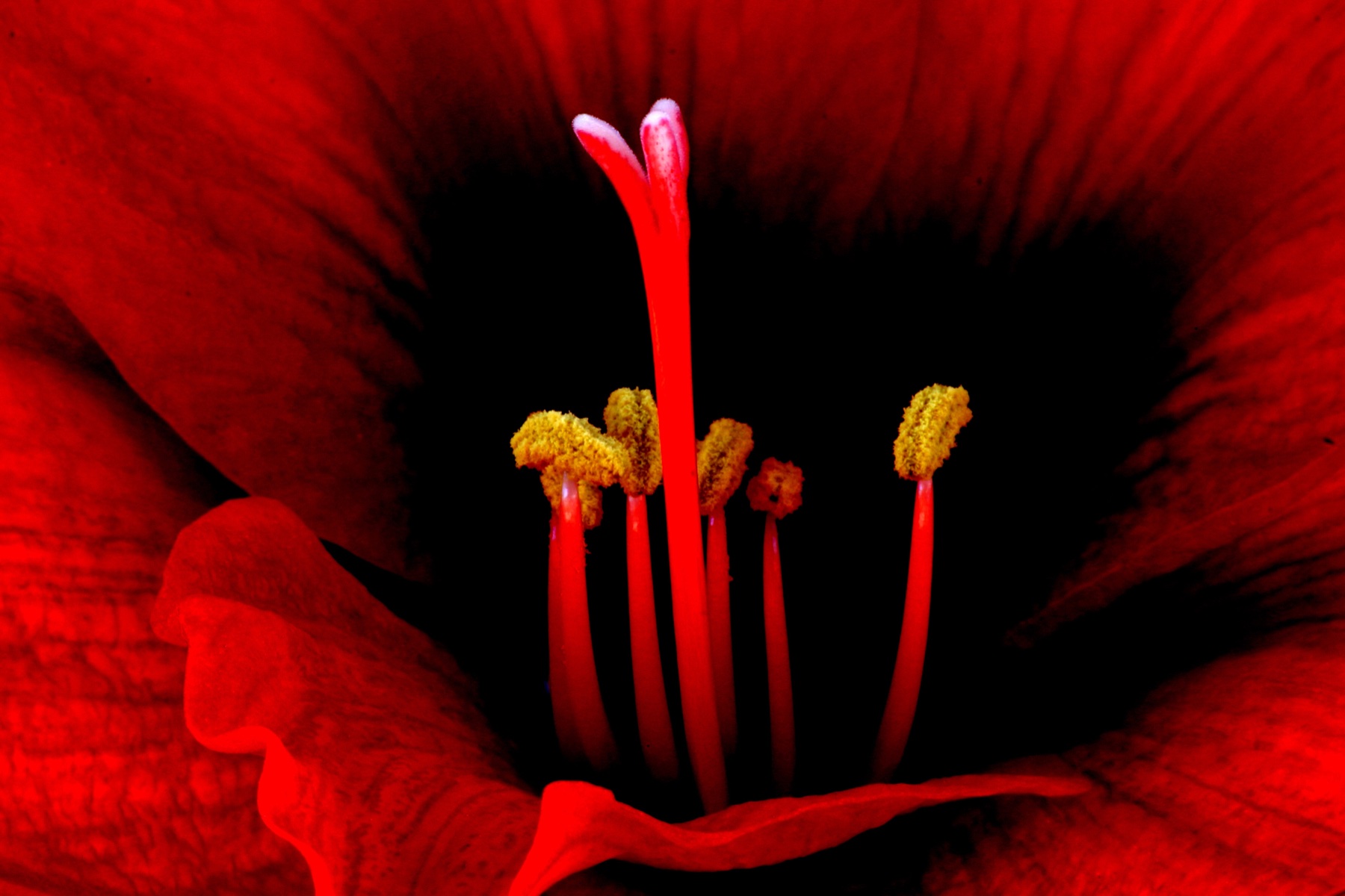 Red Flower Stamens