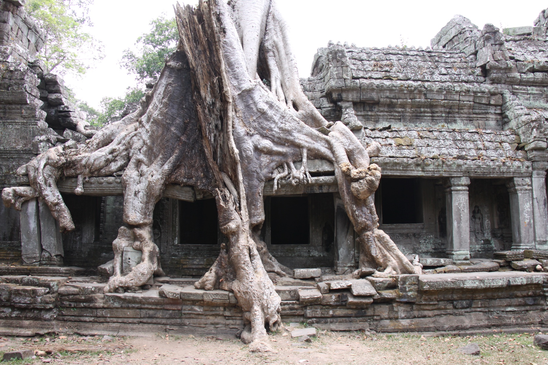 Ta Prohm Tree Roots