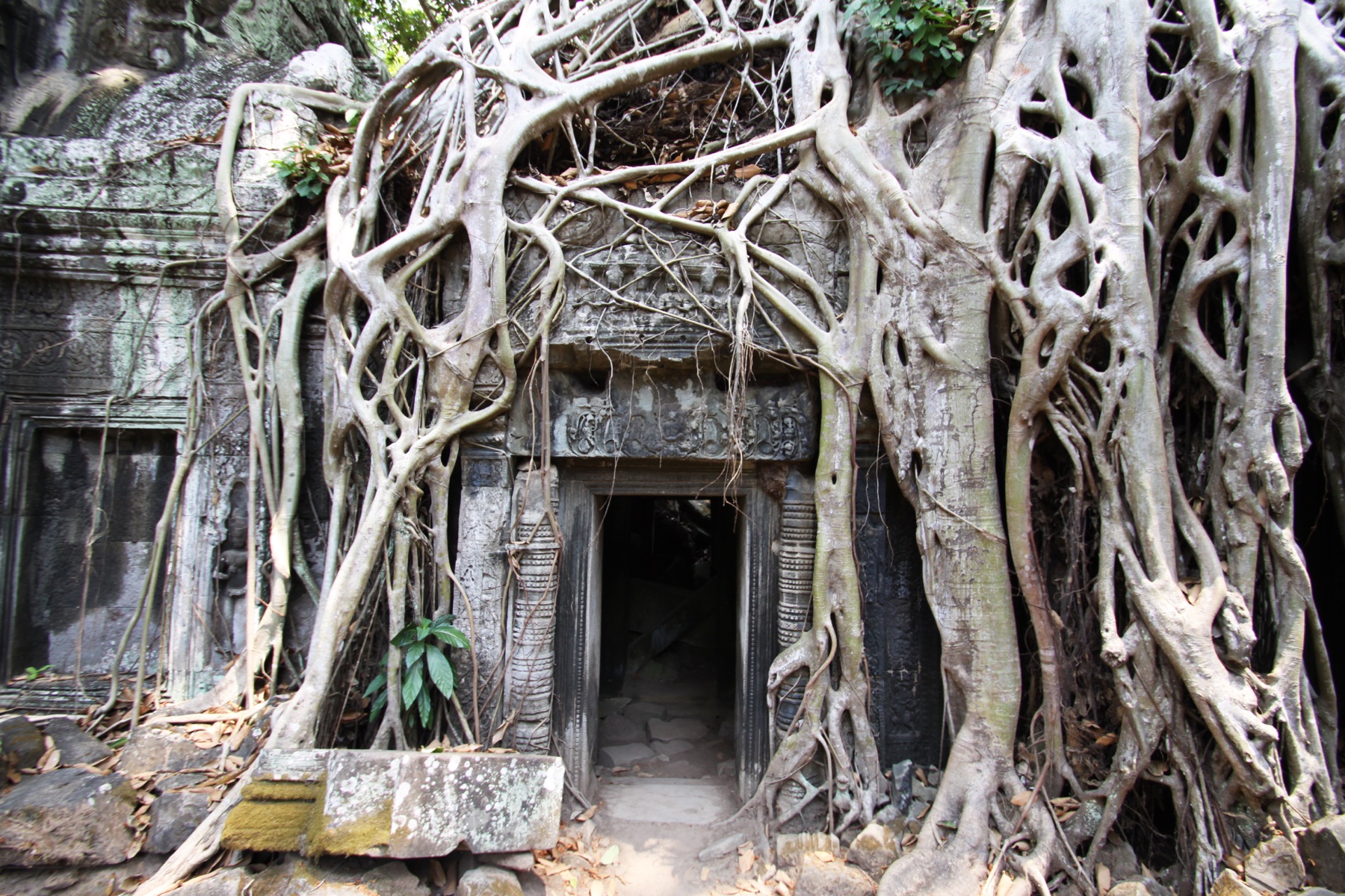 Temple Root Gate