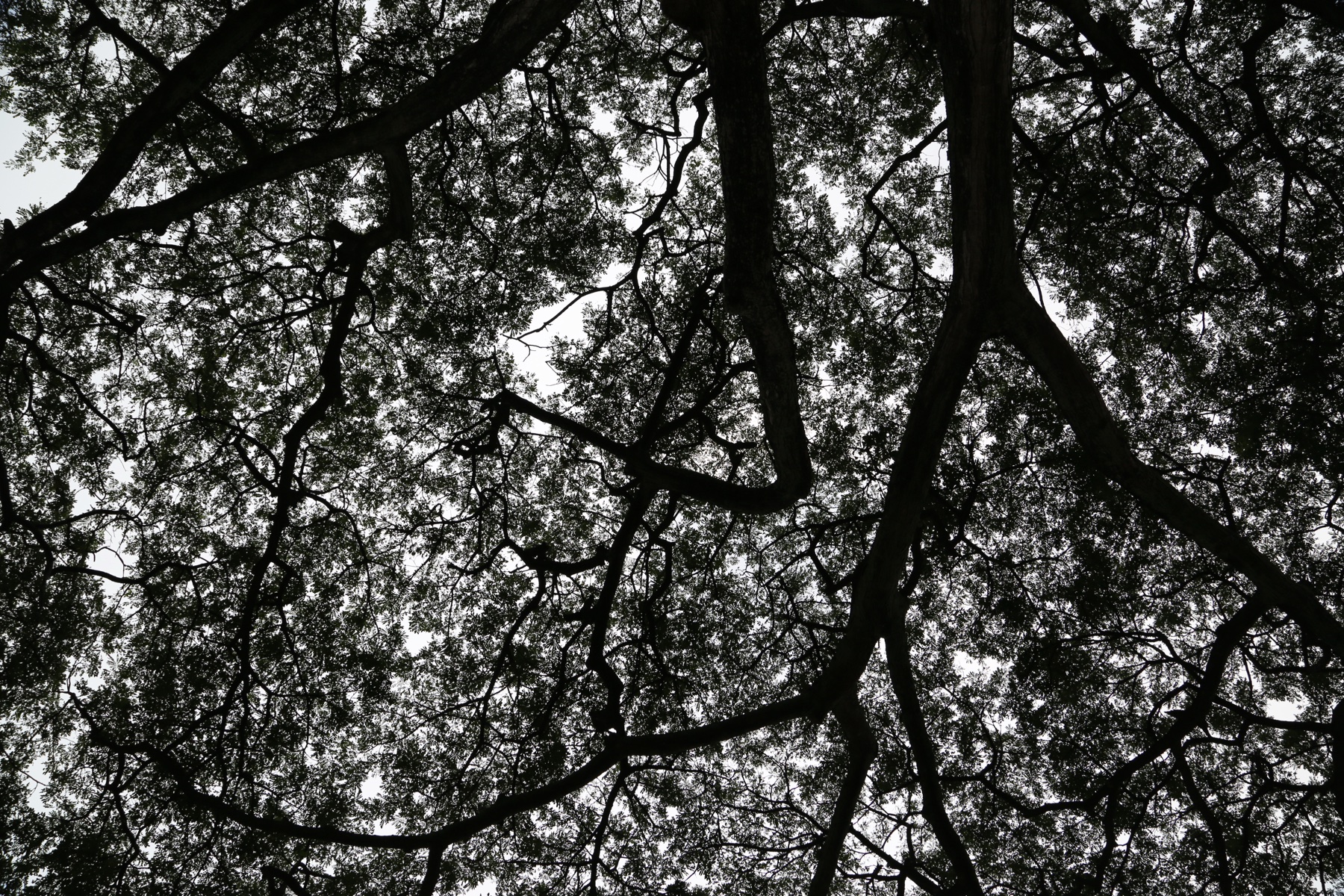 Tree Canopy Overhead