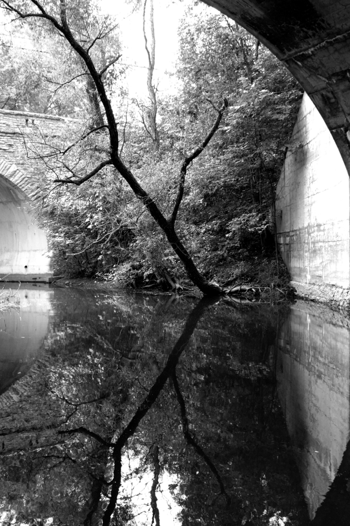Tree Under the Bridge