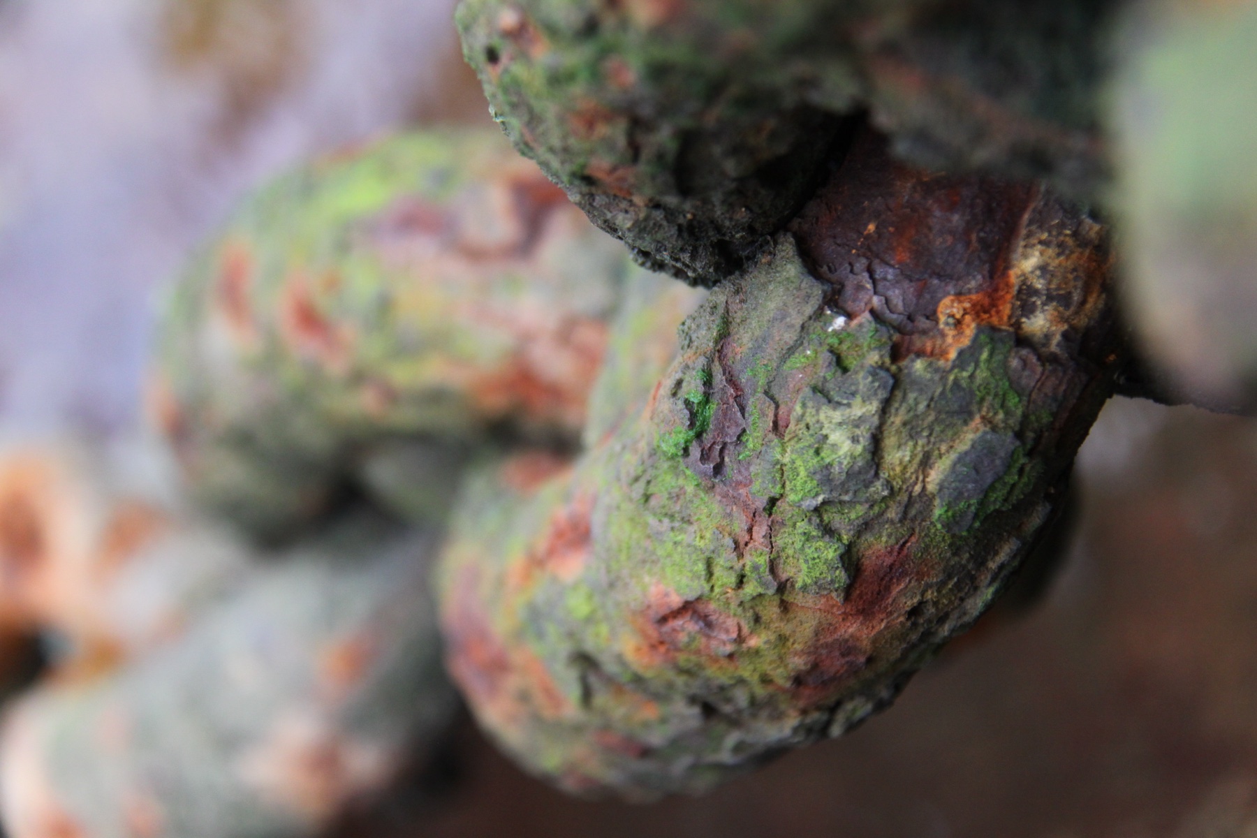 Weathered Chain Links