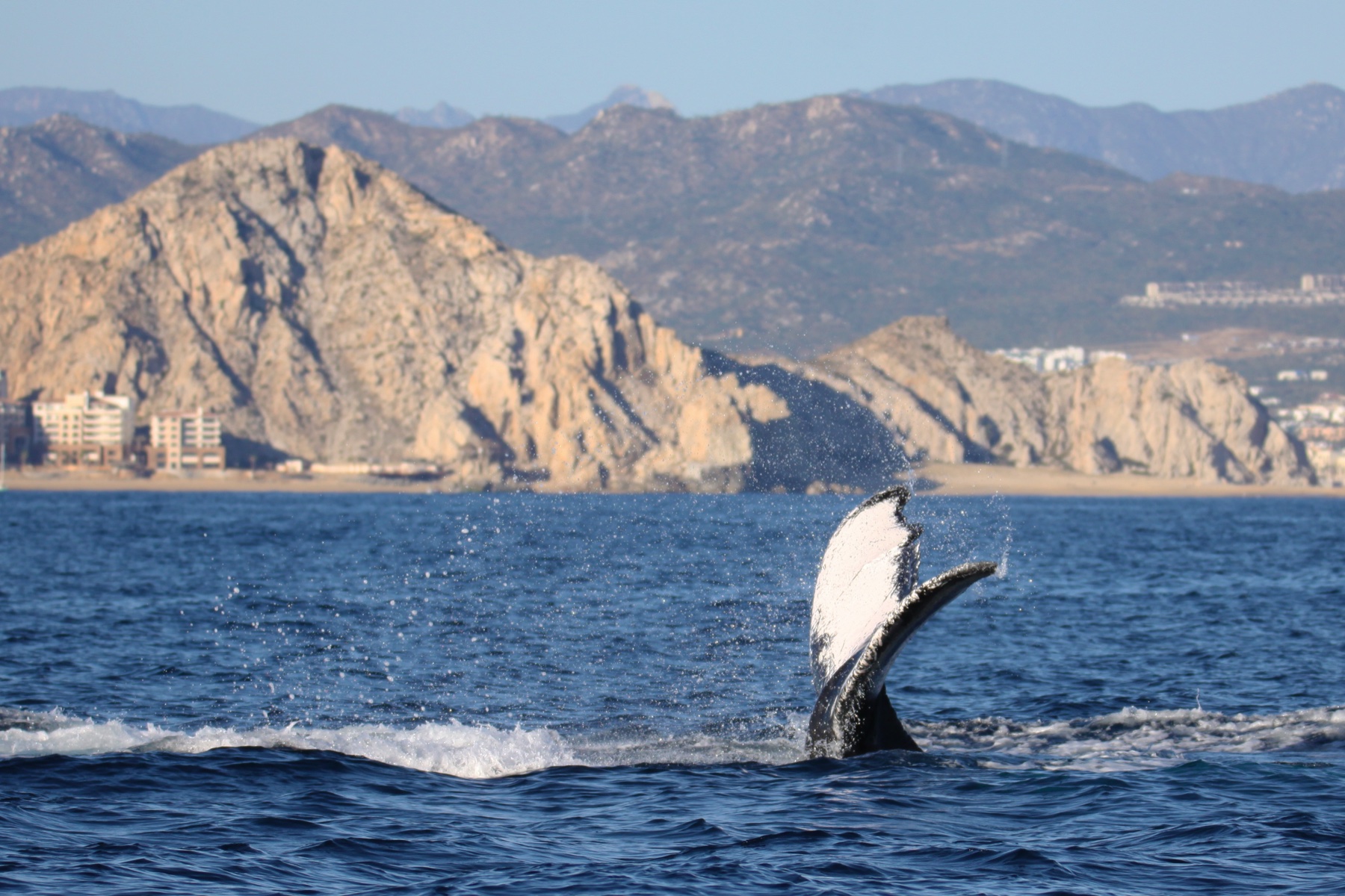 Whale Tail Below the Cliffs