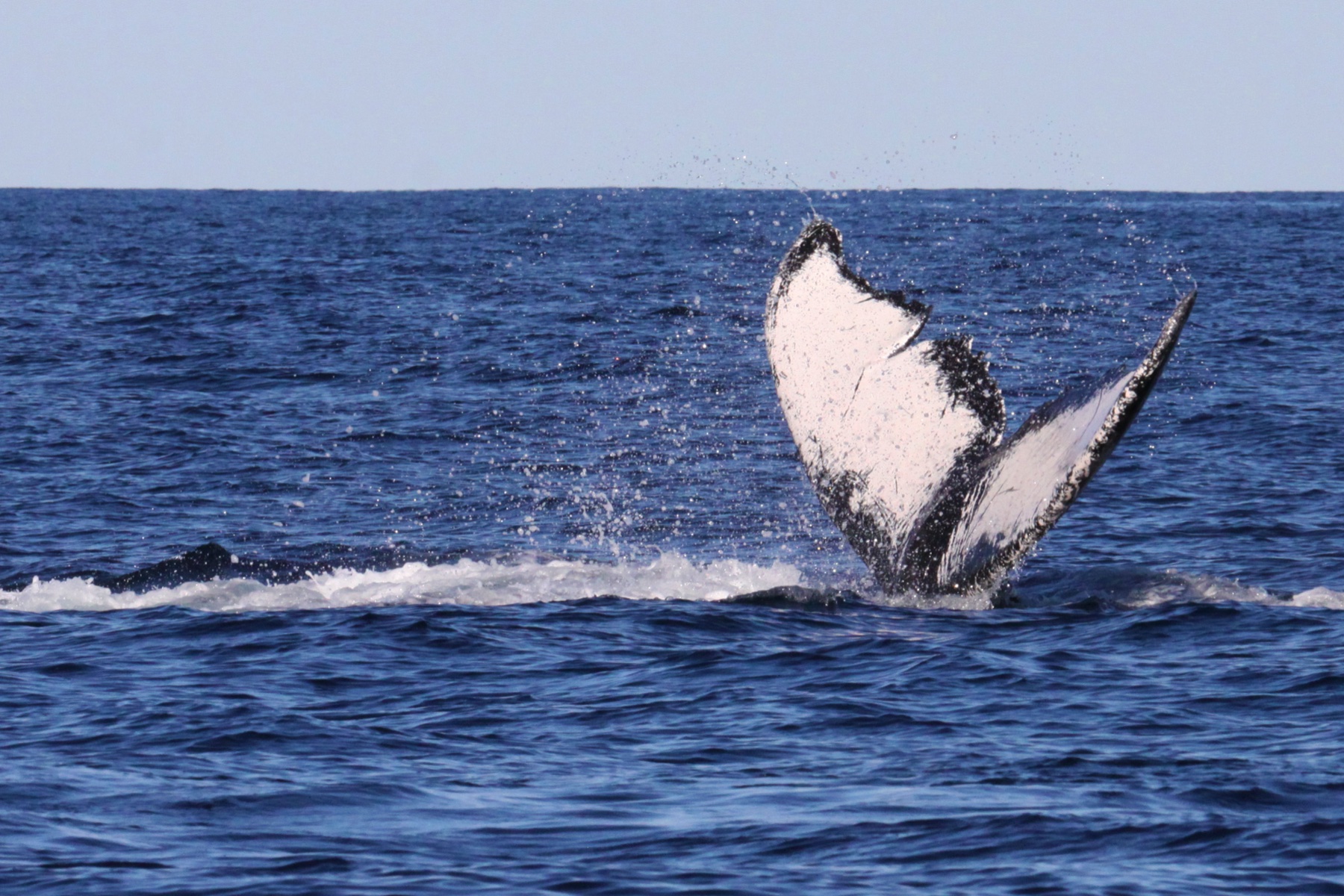 Whale Tail Breach