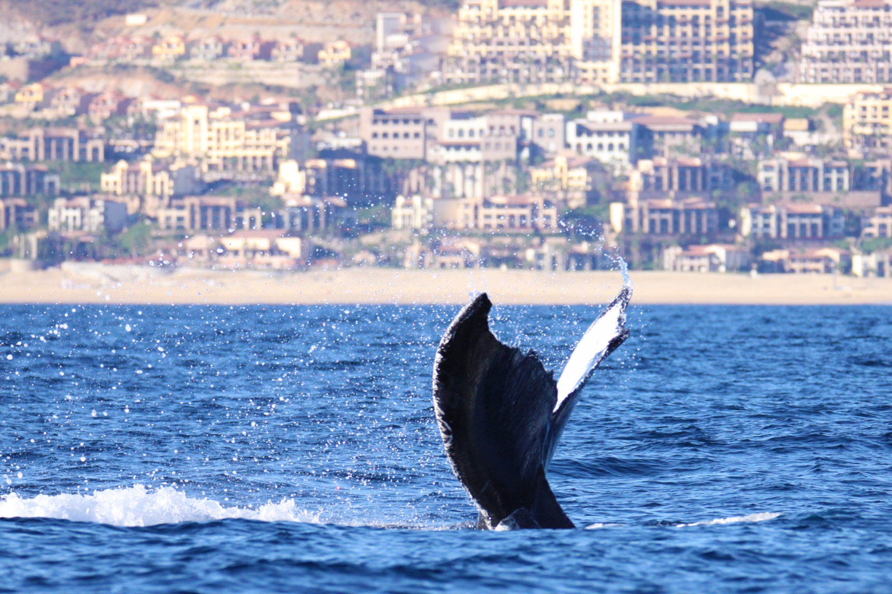 Whale Tail at Cabo Resort